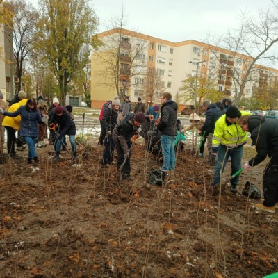 Első Kecskeméti Miyawaki ültetése - Az Ötszögletű minierdő